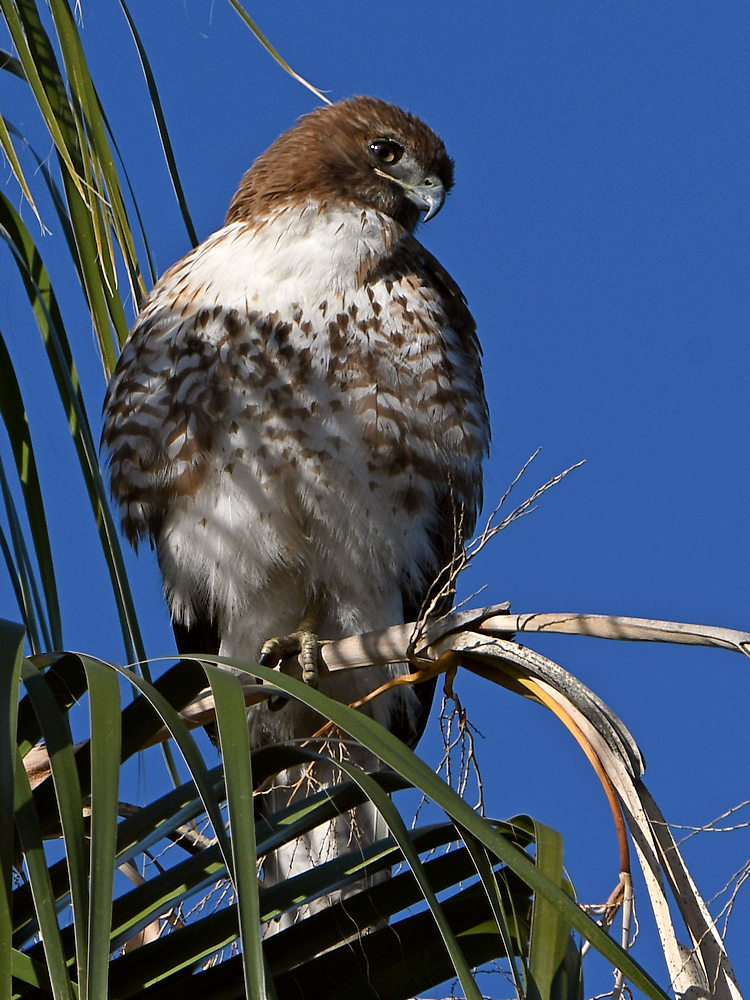 Hawk.jpg