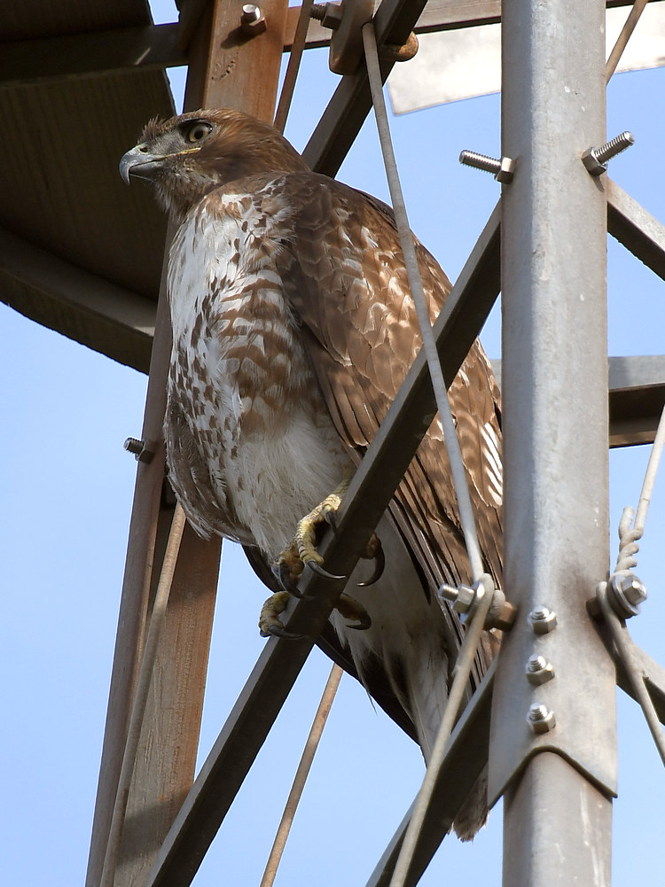 Hawk.jpg