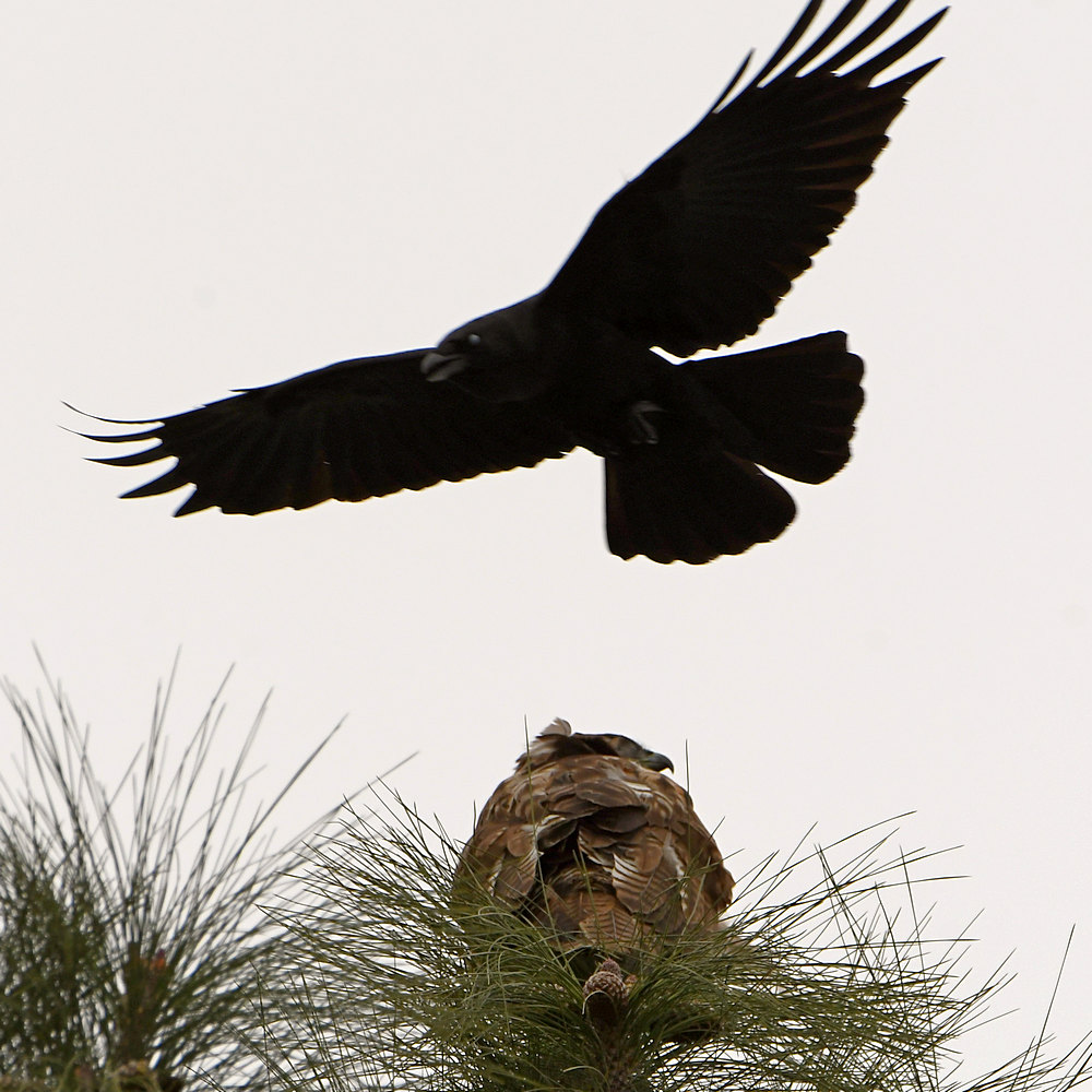 Hawk.jpg