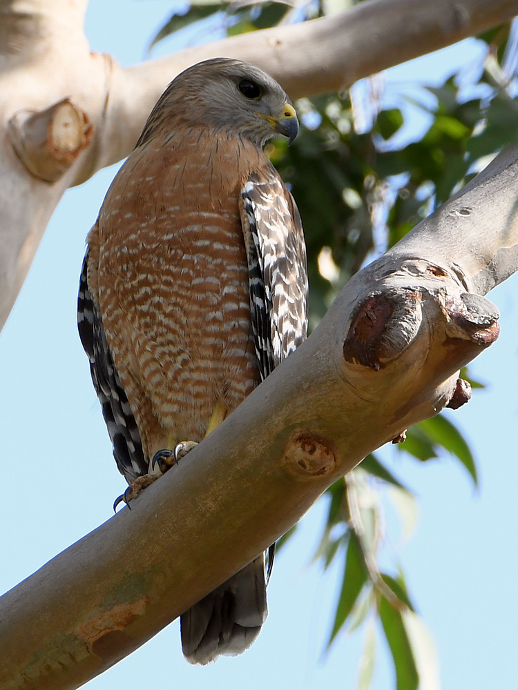 Hawk.jpg