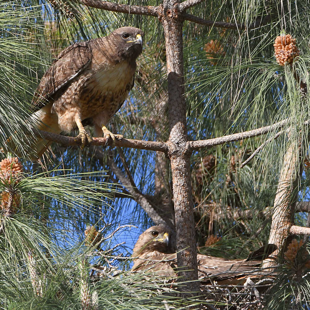 Hawk.jpg