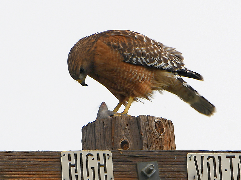 Hawk.jpg