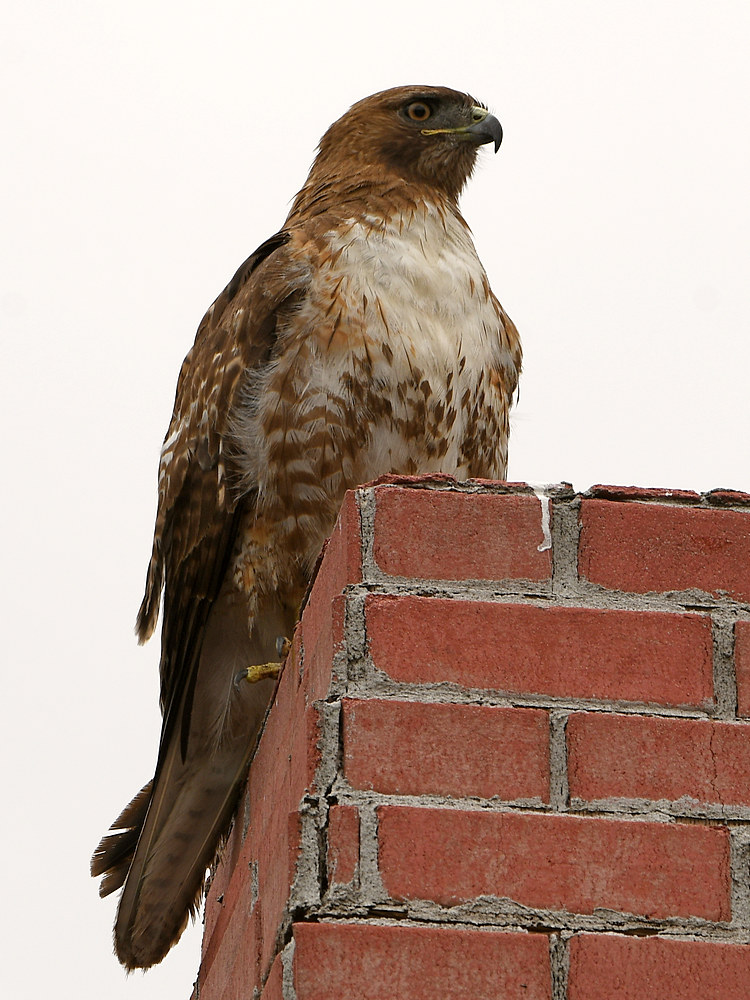 Hawk.jpg