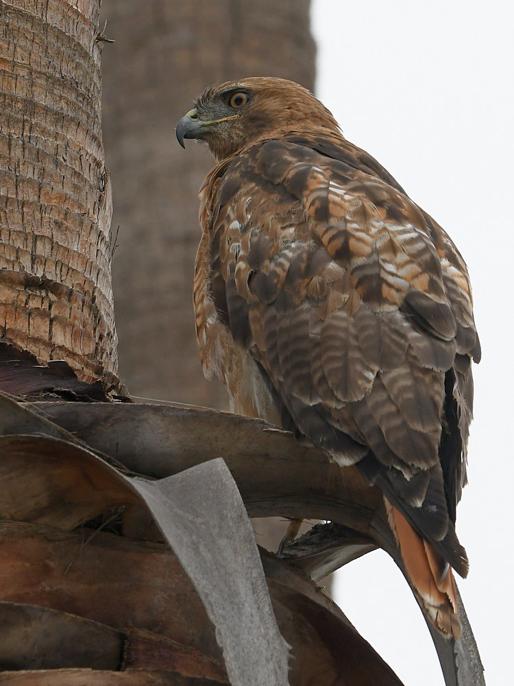 Hawk.jpg