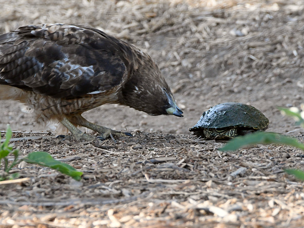 Hawk.jpg