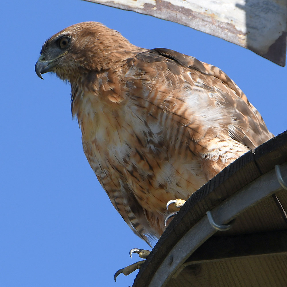 Hawk.jpg