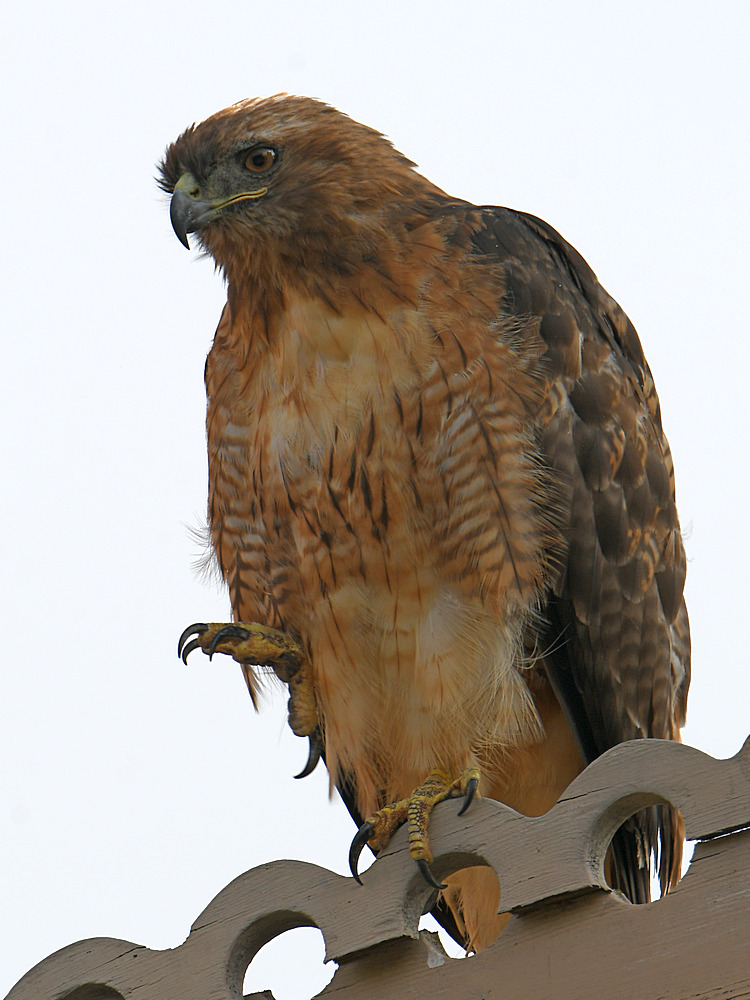 Hawk.jpg