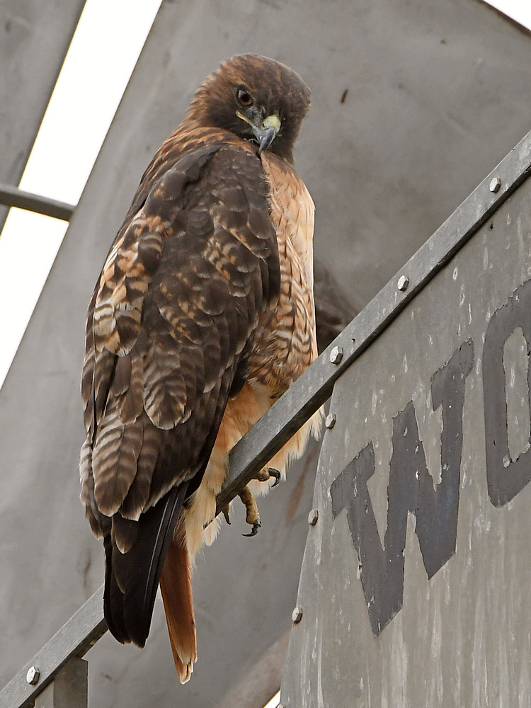 Hawk.jpg
