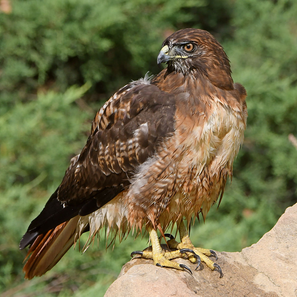 Hawk.jpg