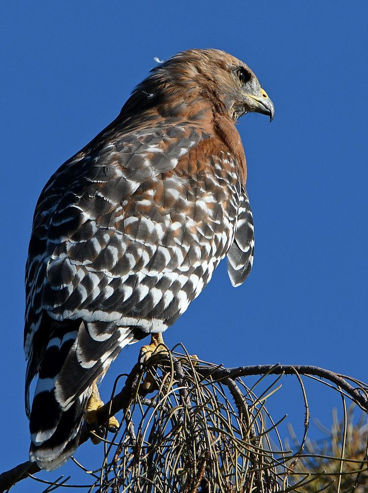 Hawk.jpg
