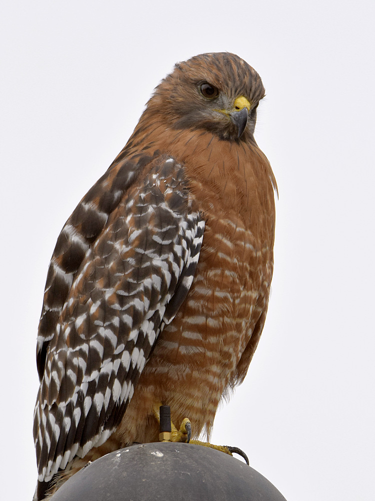Hawk.jpg