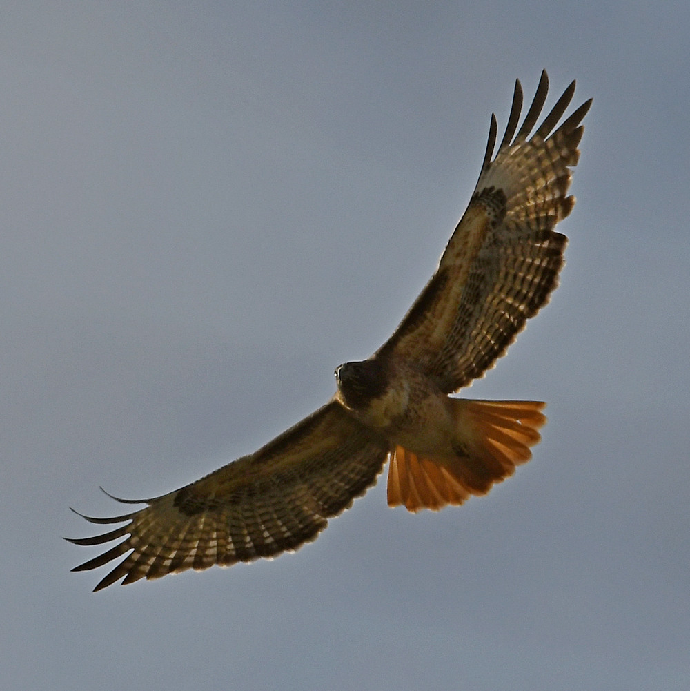 Hawk.jpg