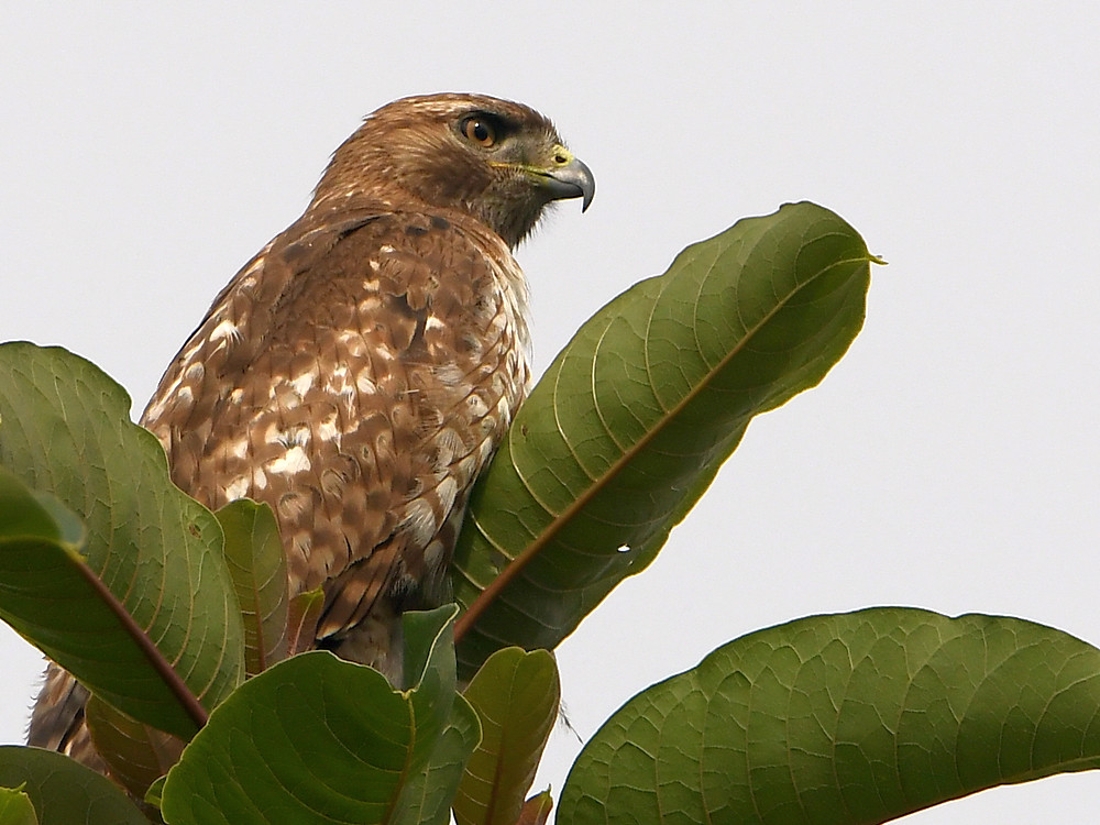 Hawk.jpg