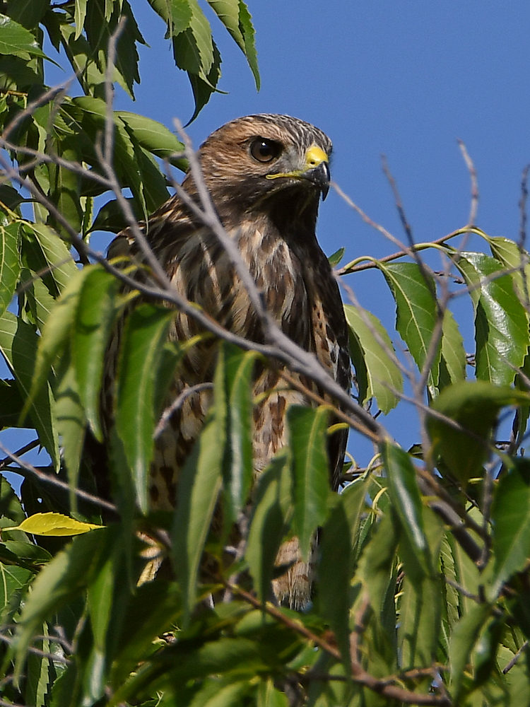 Hawk.jpg