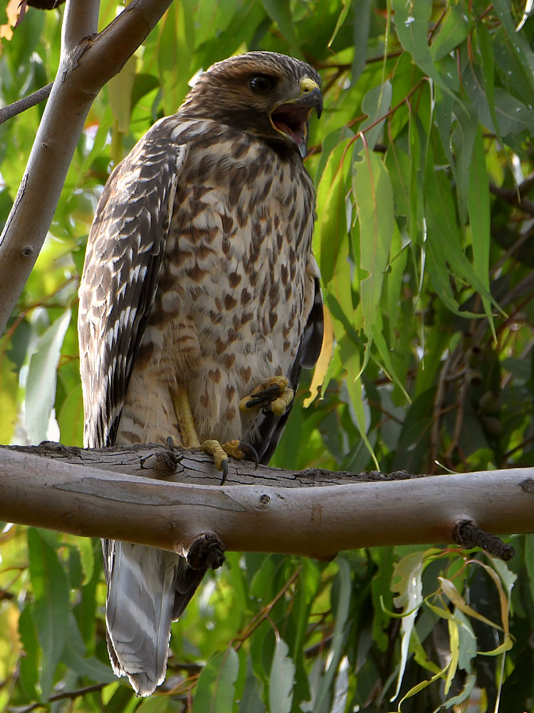 Hawk.jpg