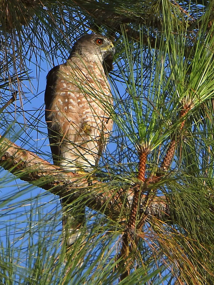 Hawk.jpg
