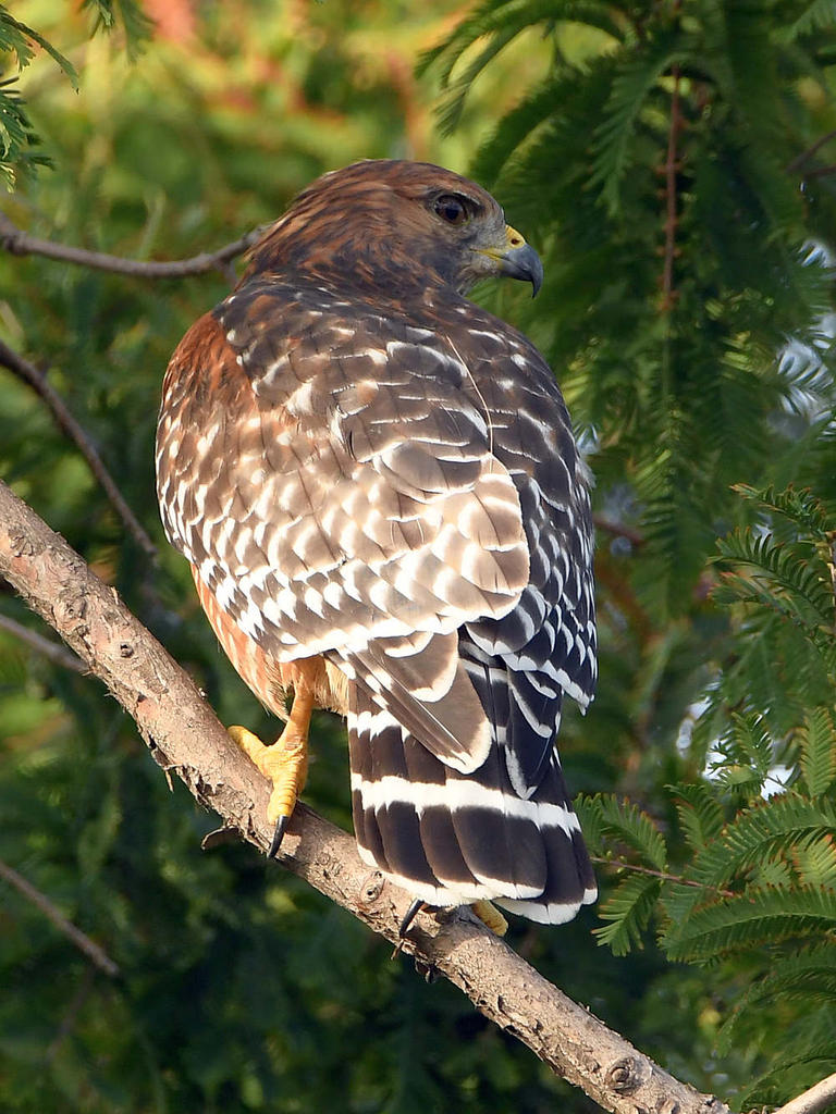 Hawk.jpg