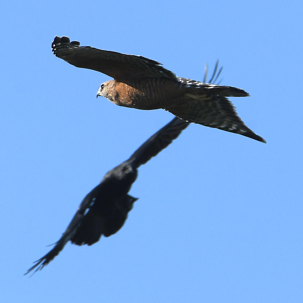 Hawk.jpg