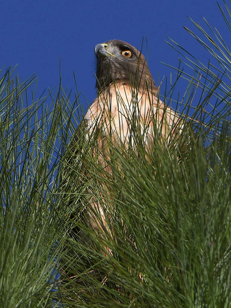 Hawk.jpg