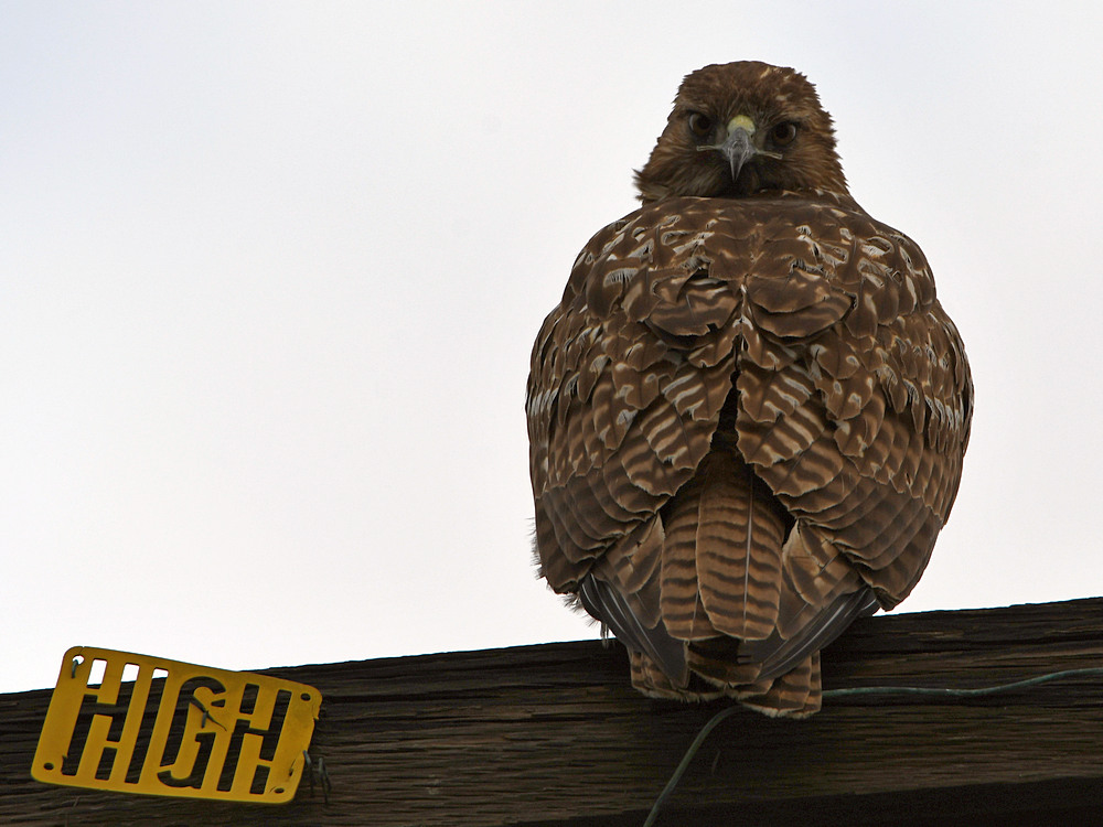 Hawk.jpg