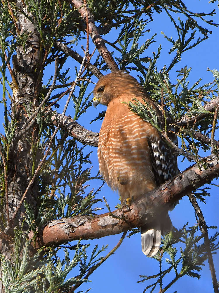 Hawk.jpg