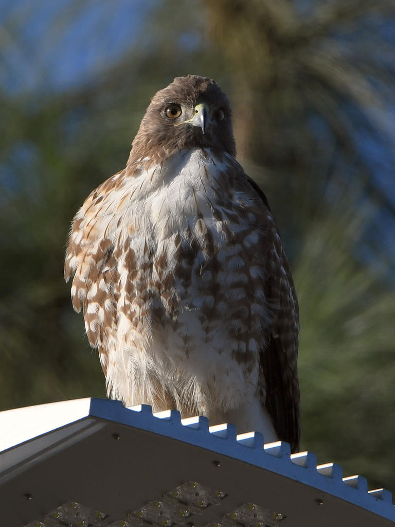 Hawk.jpg