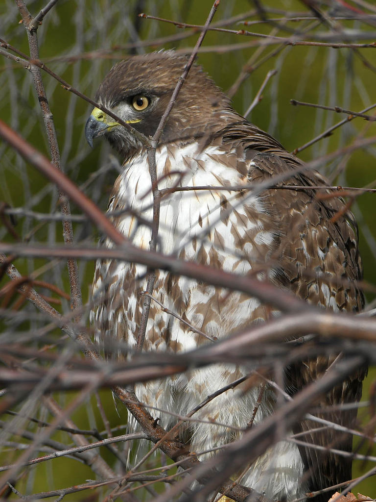 Hawk.jpg
