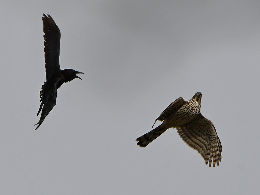 Hawk.jpg