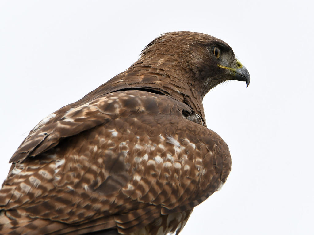 Hawk.jpg
