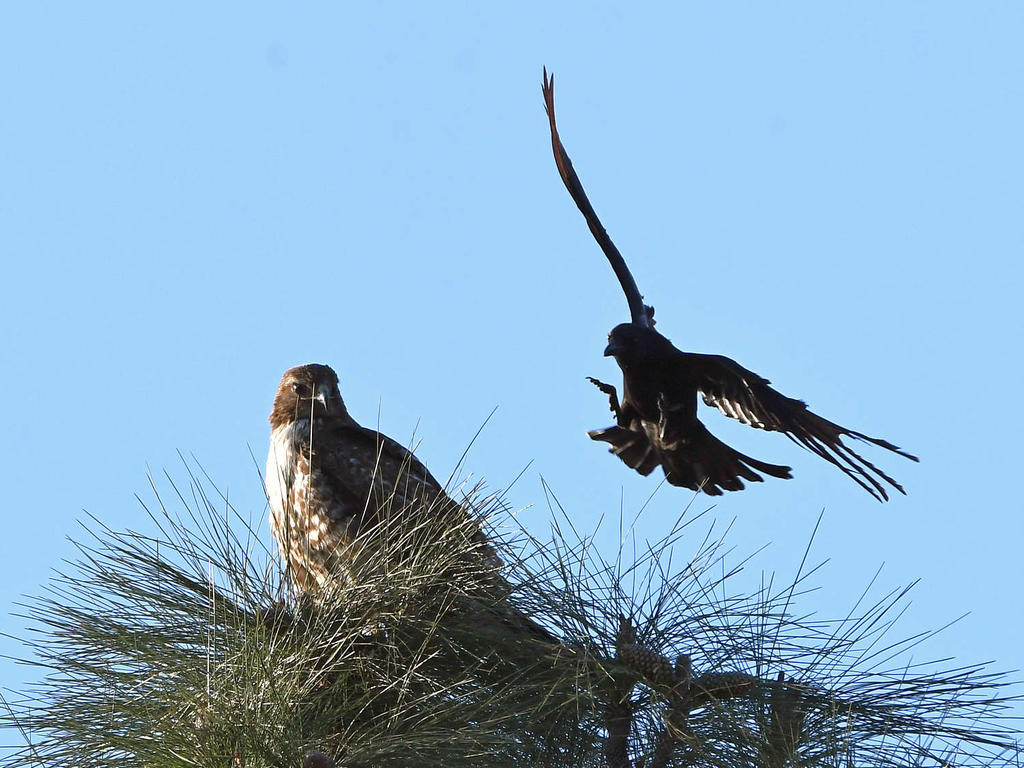 Hawk.jpg