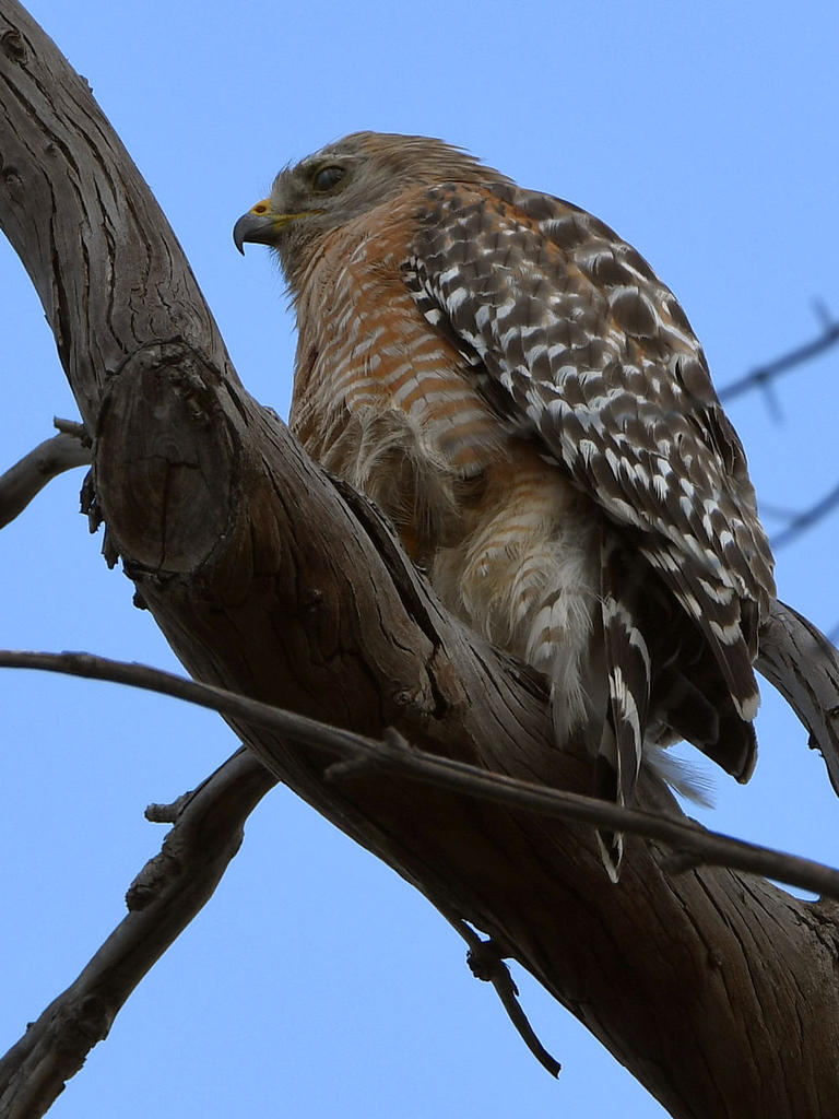 Hawk.jpg