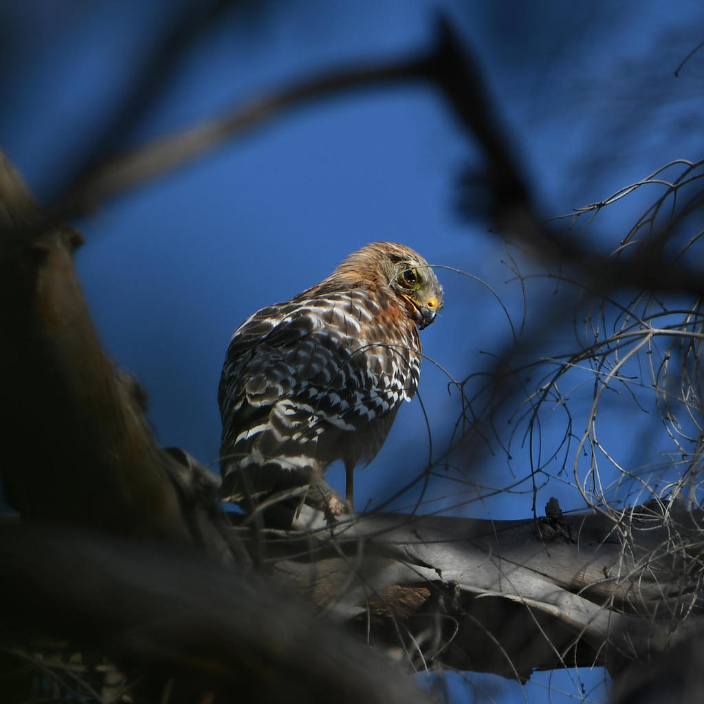 Hawk.jpg