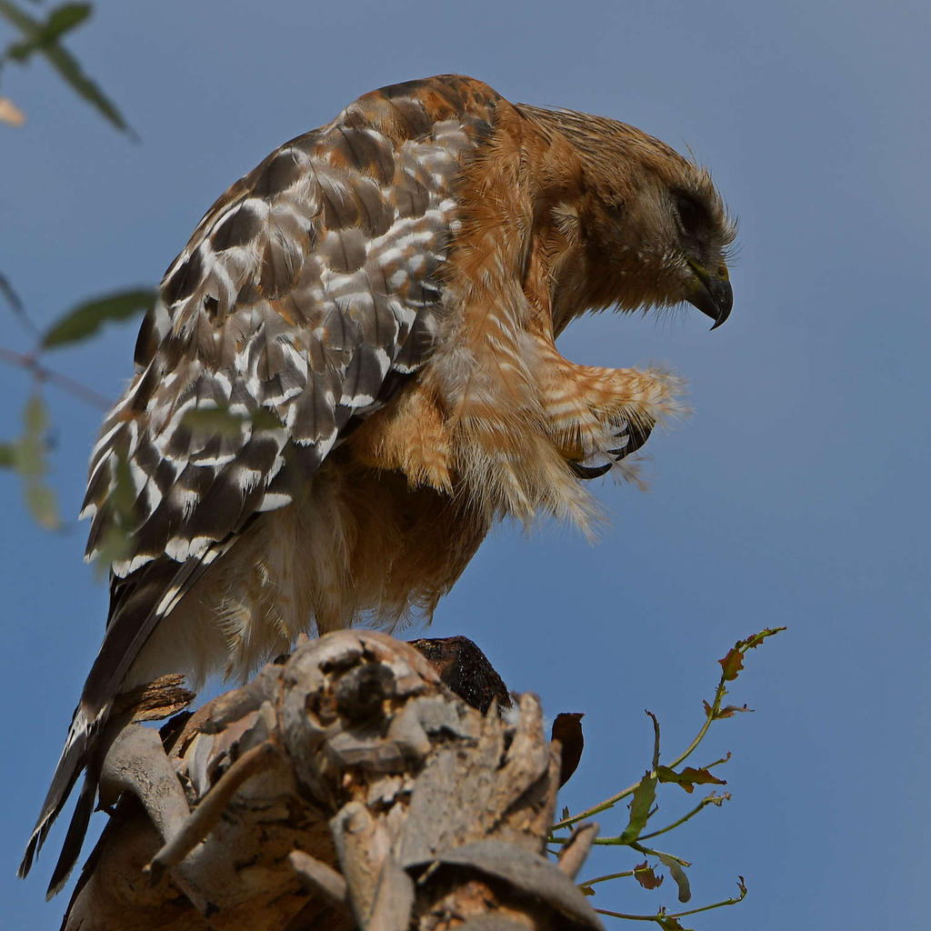 Hawk.jpg