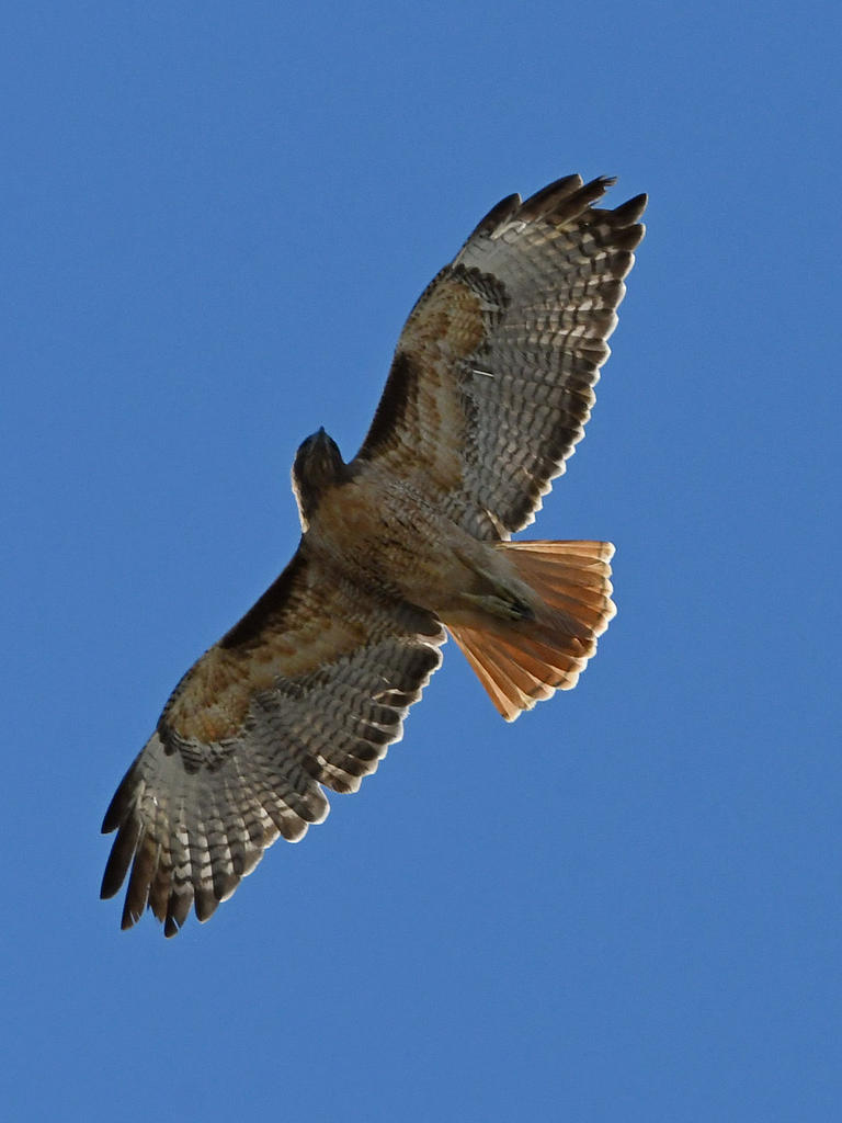 Hawk.jpg
