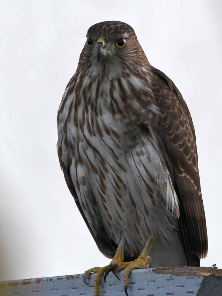 Hawk.jpg