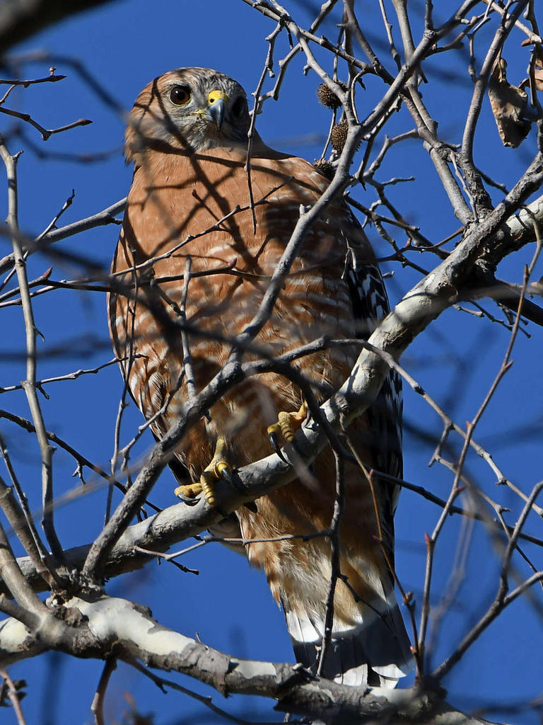 Hawk.jpg