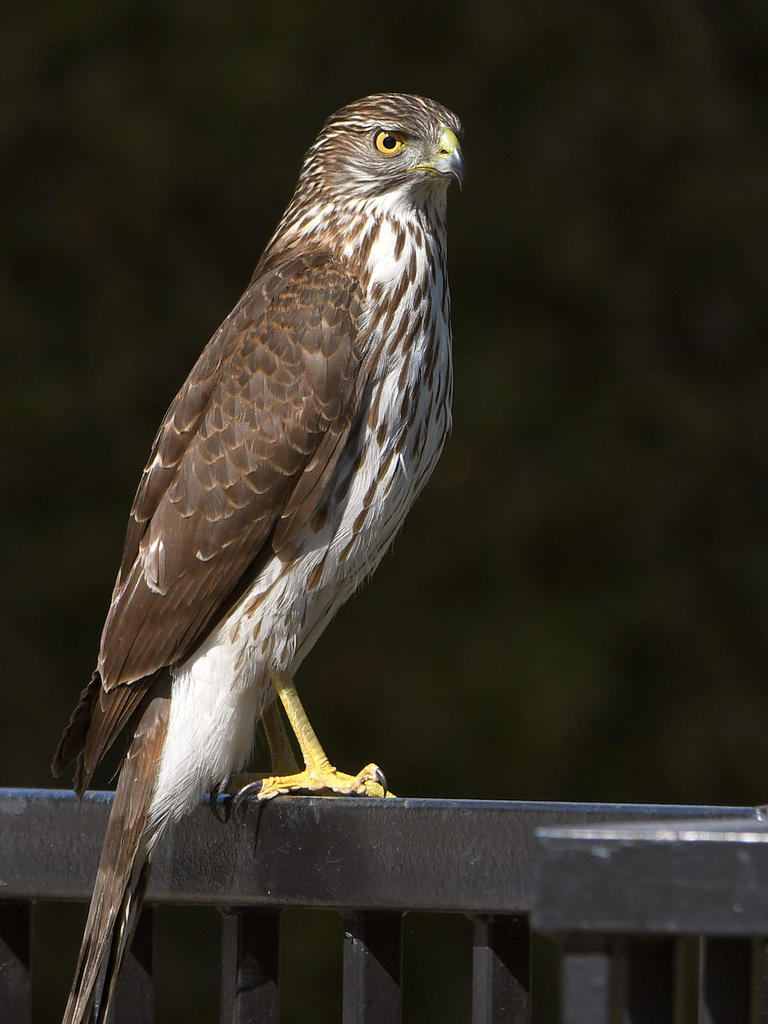 Hawk.jpg