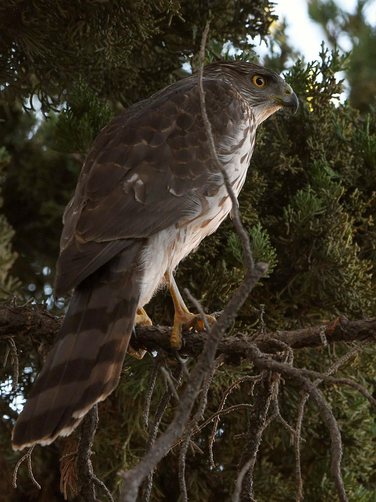 Hawk.jpg