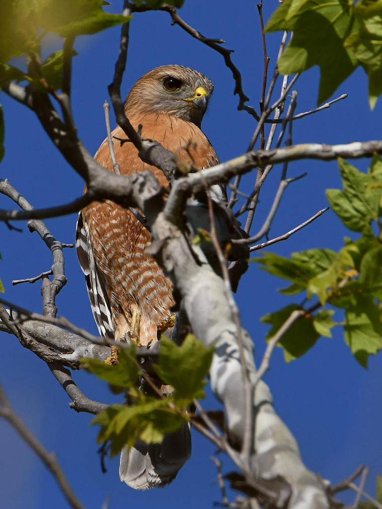 Hawk.jpg