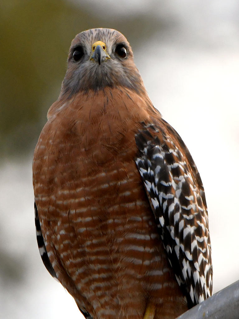 Hawk.jpg