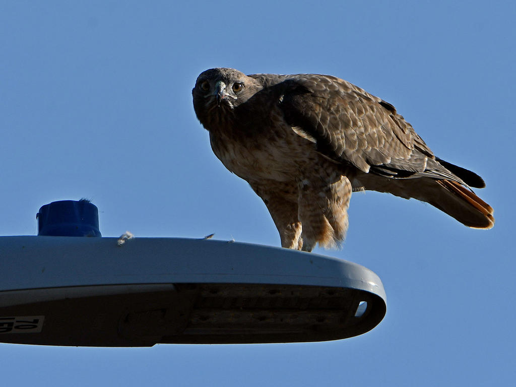Hawk.jpg