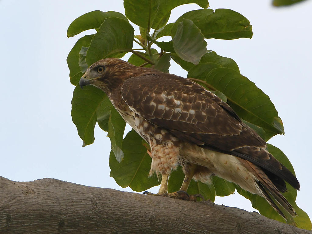 Hawk.jpg