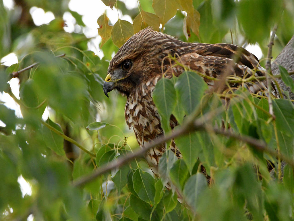 Hawk.jpg