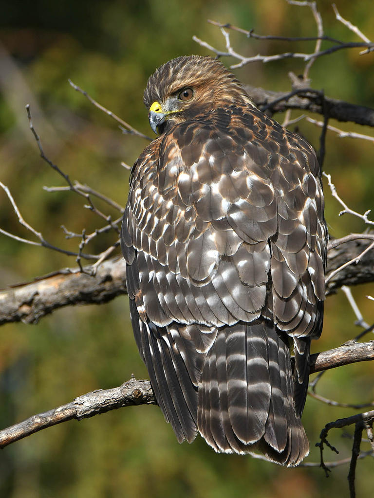 Hawk.jpg