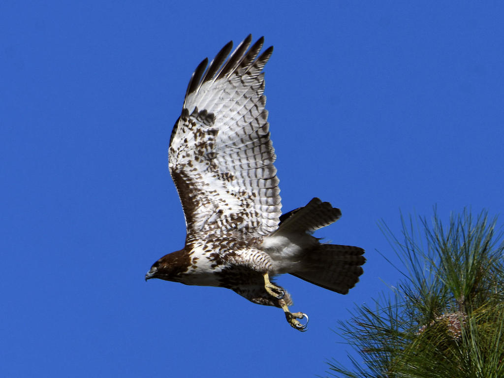 Hawk.jpg