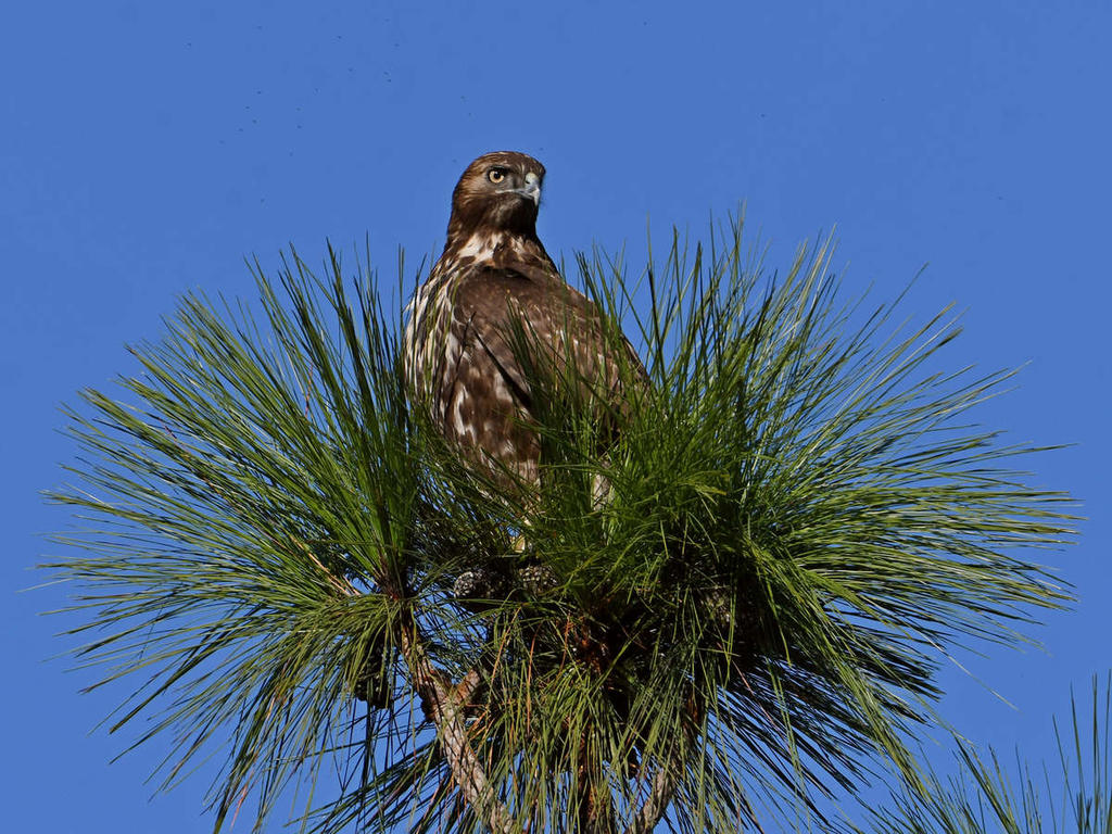 Hawk.jpg