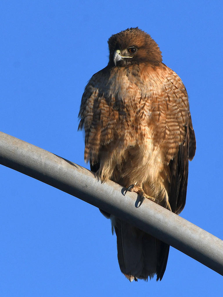 Hawk.jpg
