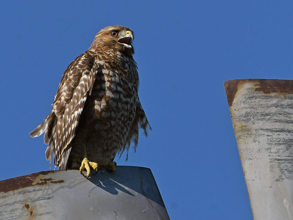 Hawk.jpg