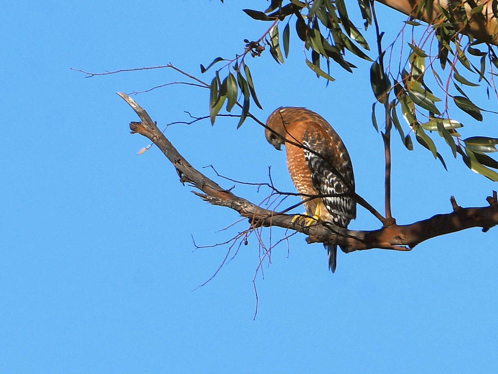 Hawk.jpg