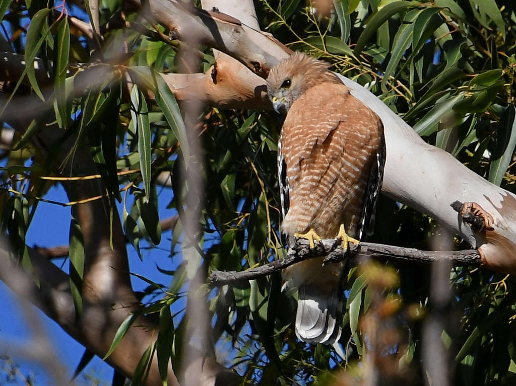 Hawk.jpg